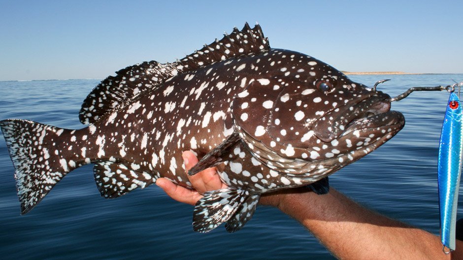 Rankin Cod displayed by Fish On