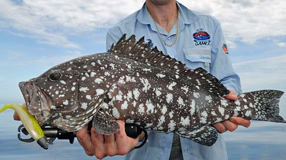 Recin Cod Fish Cod, Rankin - Fish-On
