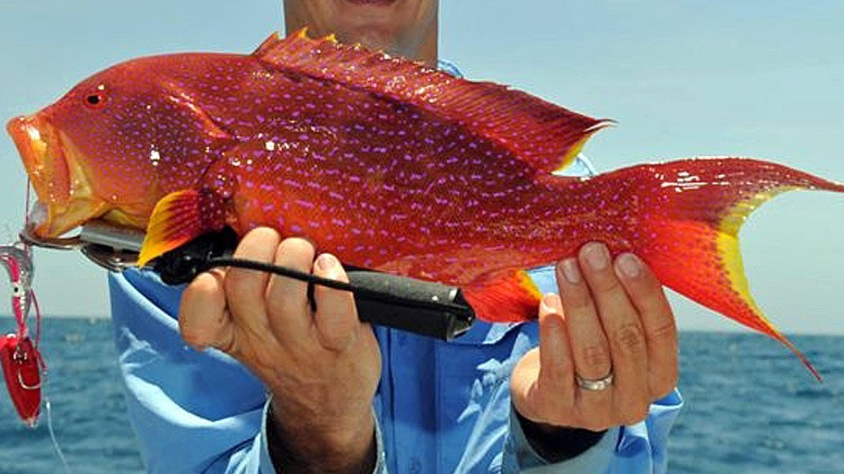 Coronation Trout displayed by Fish On