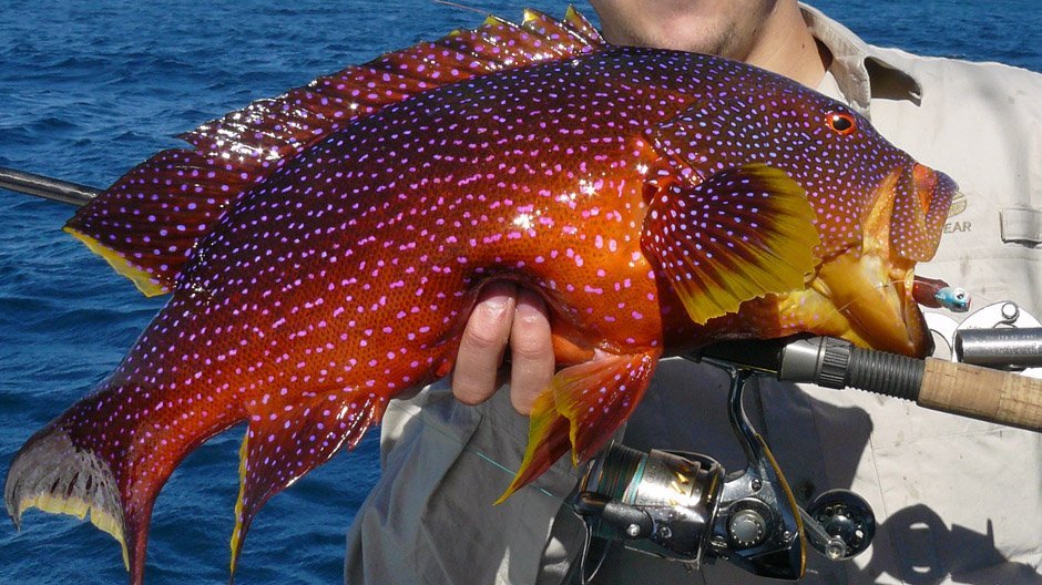 Coronation Trout displayed by Fish On