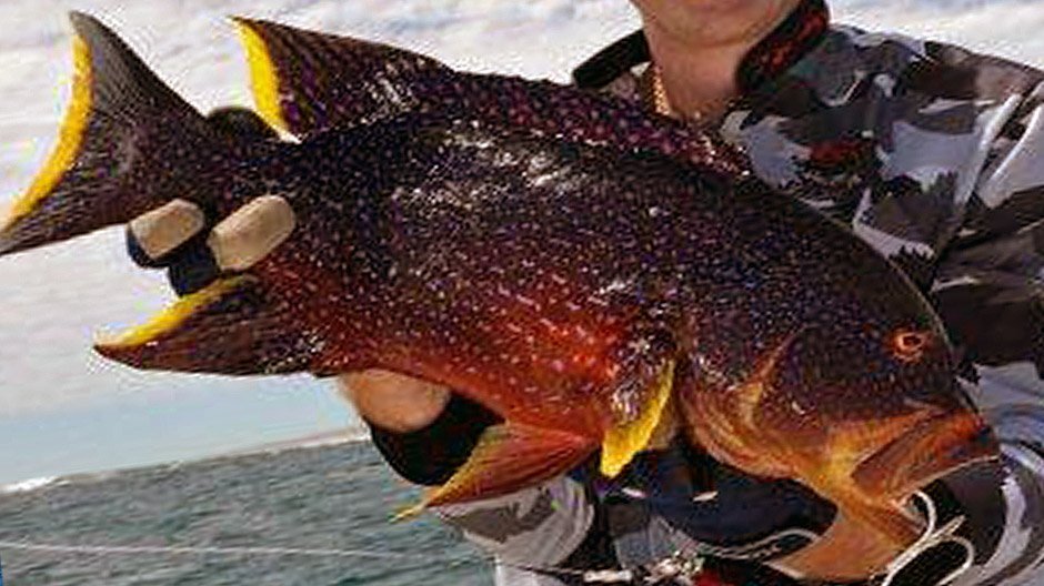 Coronation Trout displayed by Fish On