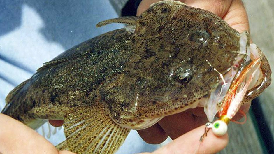Northern Bartailed Flathead displayed by Fish On
