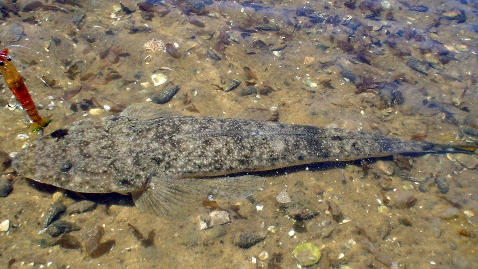 Northern Bartailed Flathead displayed by Fish On