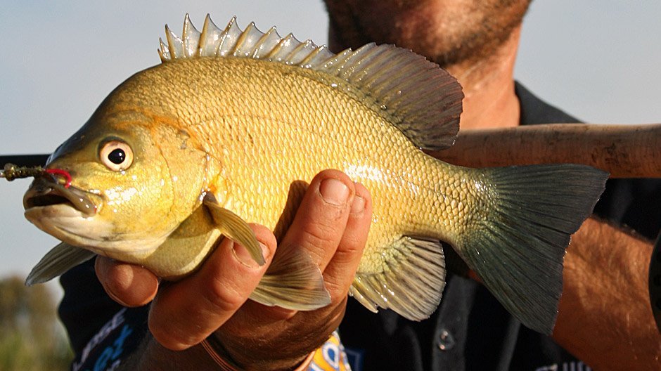 Sooty Grunter displayed by Fish On