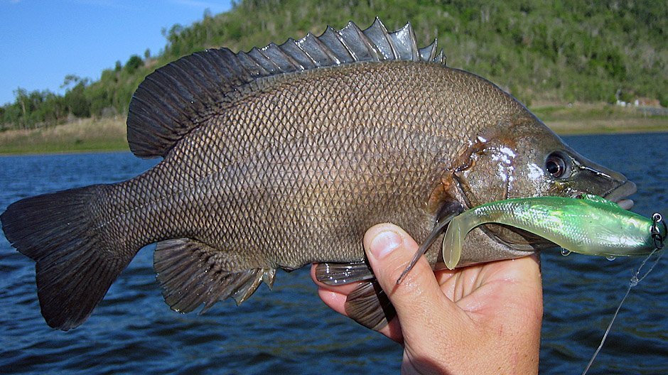 Sooty Grunter displayed by Fish On