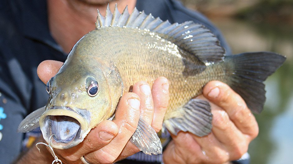 Sooty Grunter displayed by Fish On