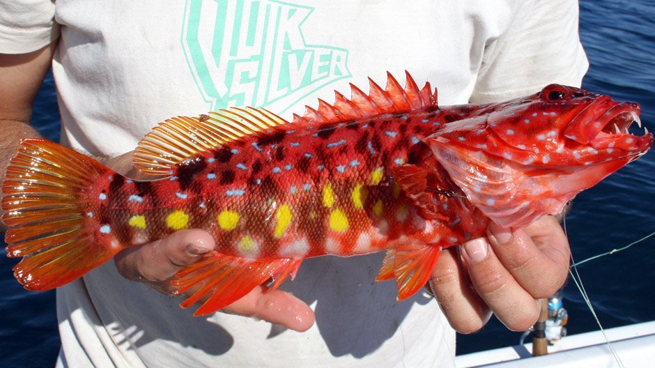 Harlequin Fish displayed by Fish On