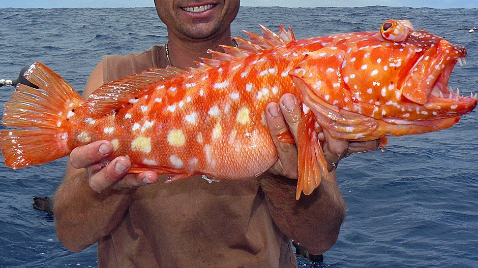 Harlequin Fish displayed by Fish On