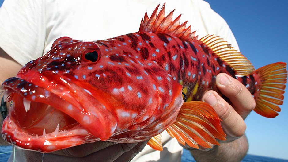 Harlequin Fish displayed by Fish On