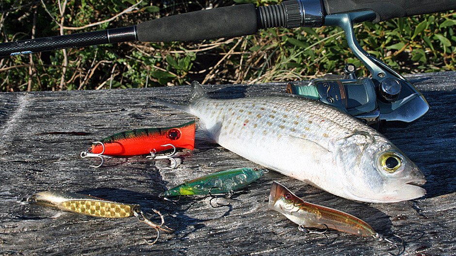 Herring displayed by Fish On