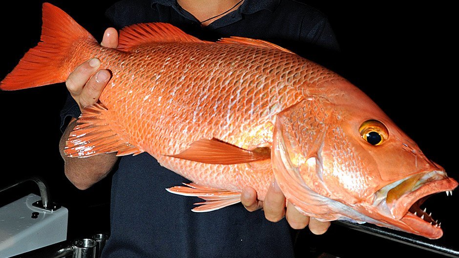 Mangrove Jack displayed by Fish On