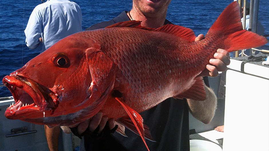 Mangrove Jack displayed by Fish On