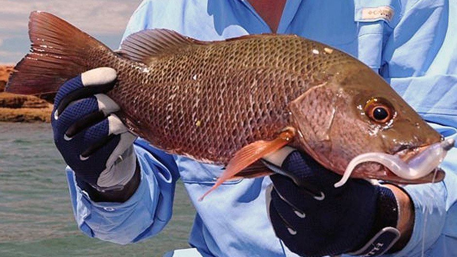 Mangrove Jack displayed by Fish On