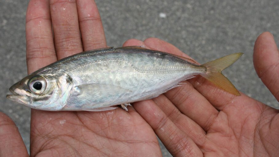 Bait Varieties - Fish-On
