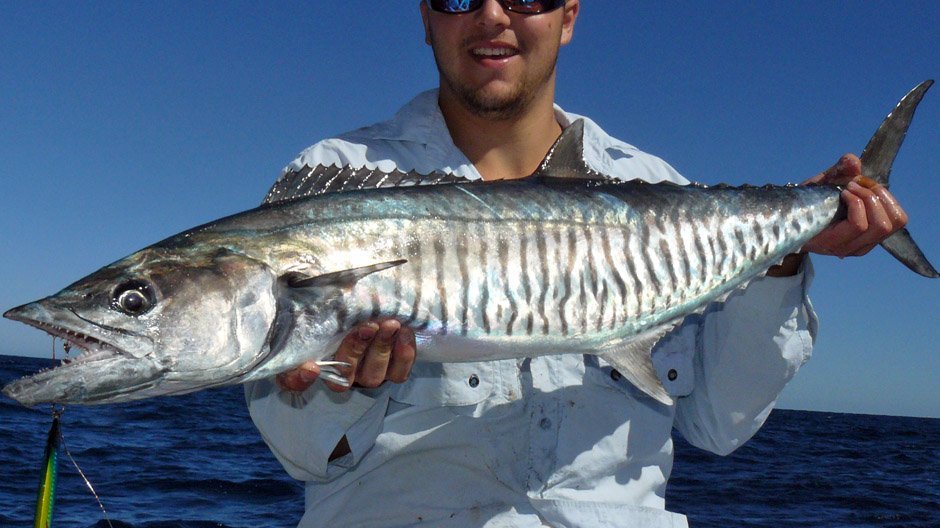 Spanish Mackerel displayed by Fish On