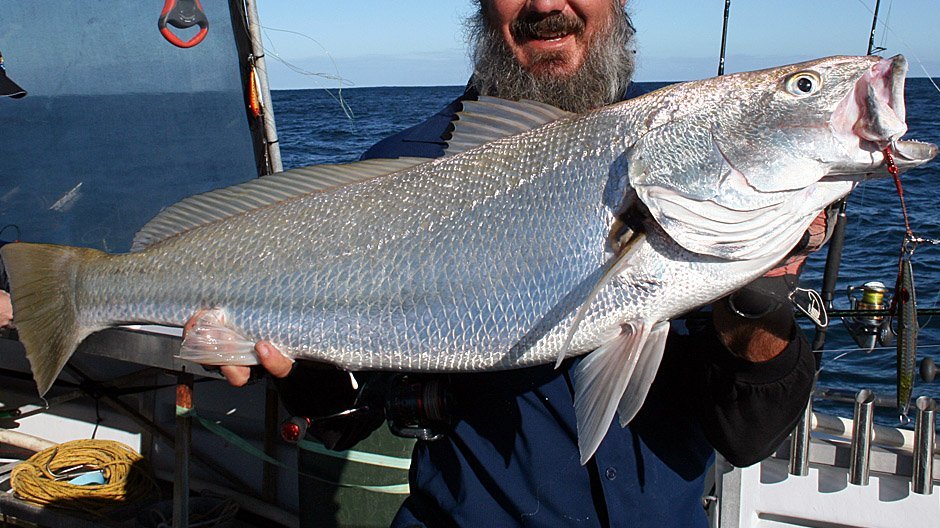 Southern Mulloway displayed by Fish On
