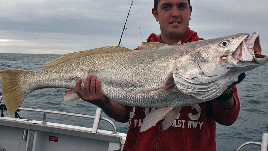Southern Mulloway displayed by Fish On