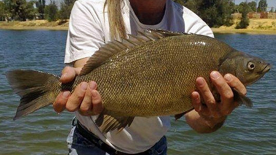 Silver Perch displayed by Fish On