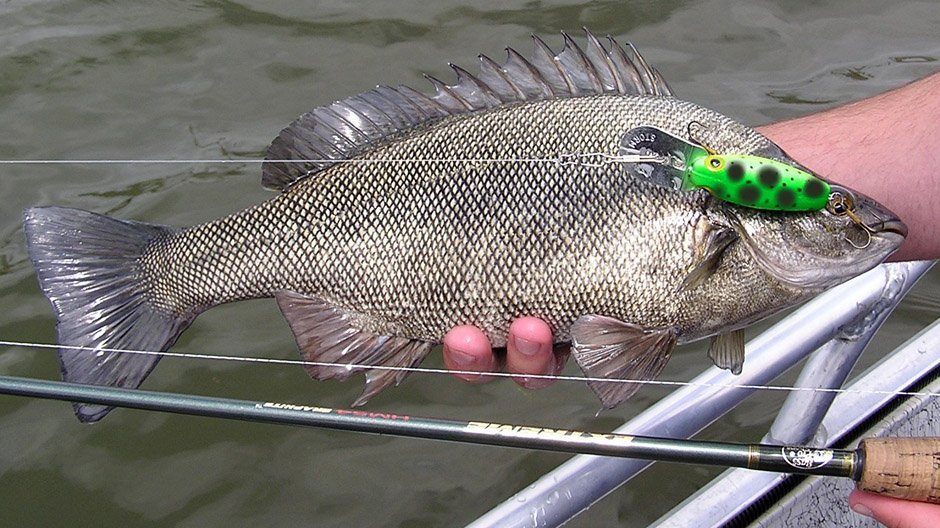 Silver Perch displayed by Fish On