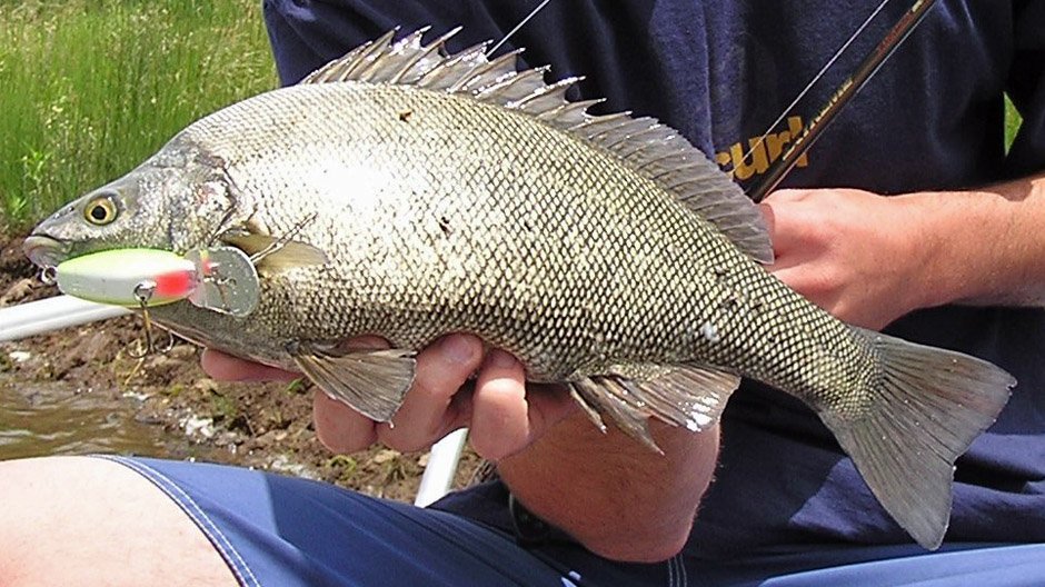 Silver Perch displayed by Fish On