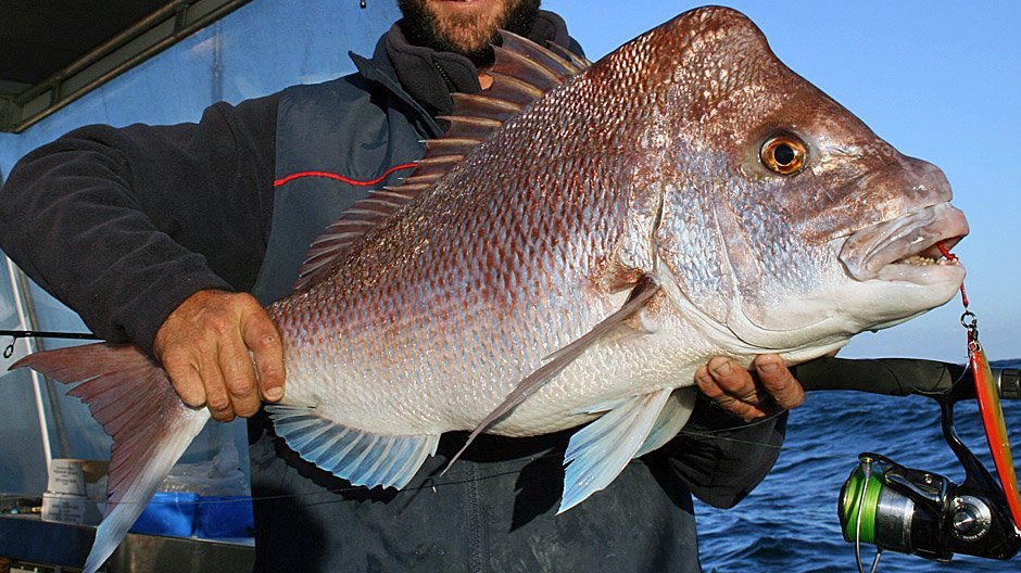 Pink Snapper displayed by Fish on