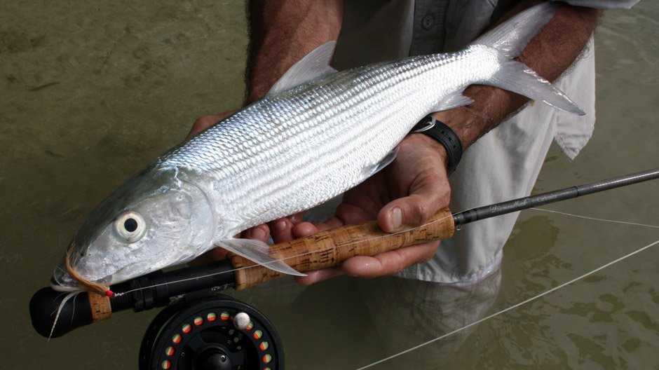 Nick Hocking from Fish On with the elusive bonefish at Cocos Isands.