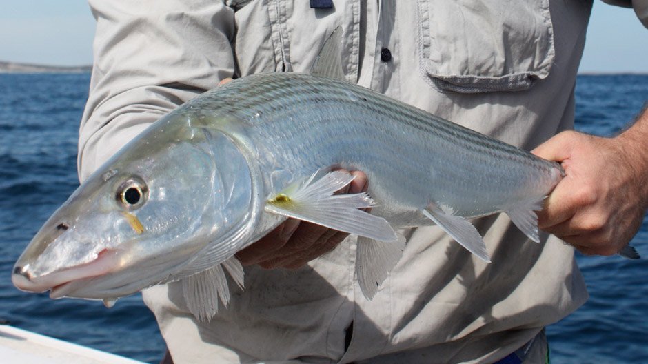 Nick Hocking from Fish On with the elusive bonefish at Cocos Isands.