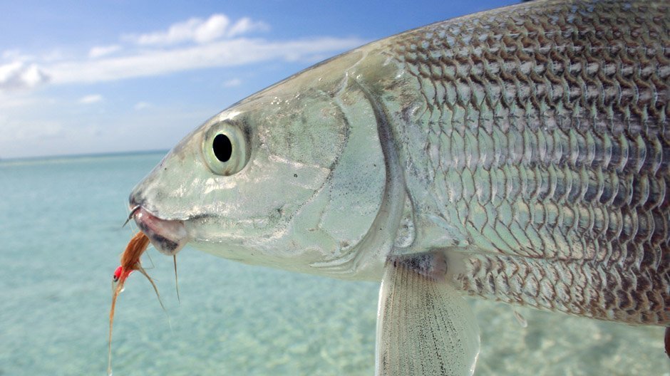 Nick Hocking from Fish On with the elusive bonefish at Cocos Isands.