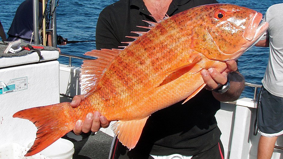 Cho Man Fish Chinaman fish - Fish-On