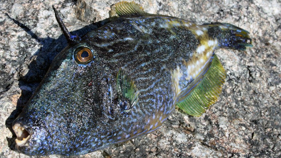 Leatherjacket displayed by Fish On