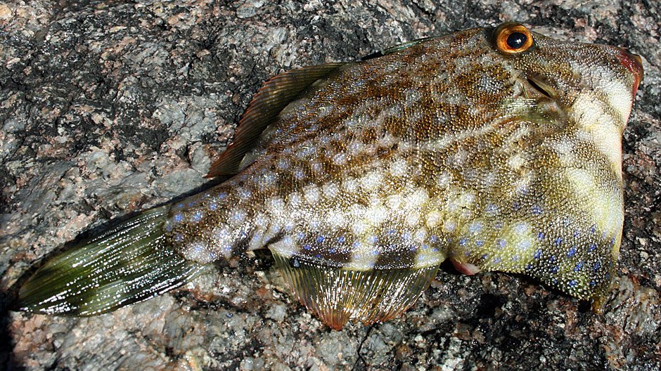 Leatherjacket displayed by Fish On