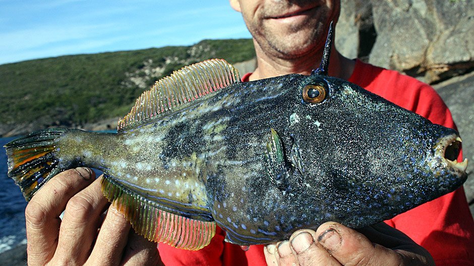 Leatherjacket displayed by Fish On