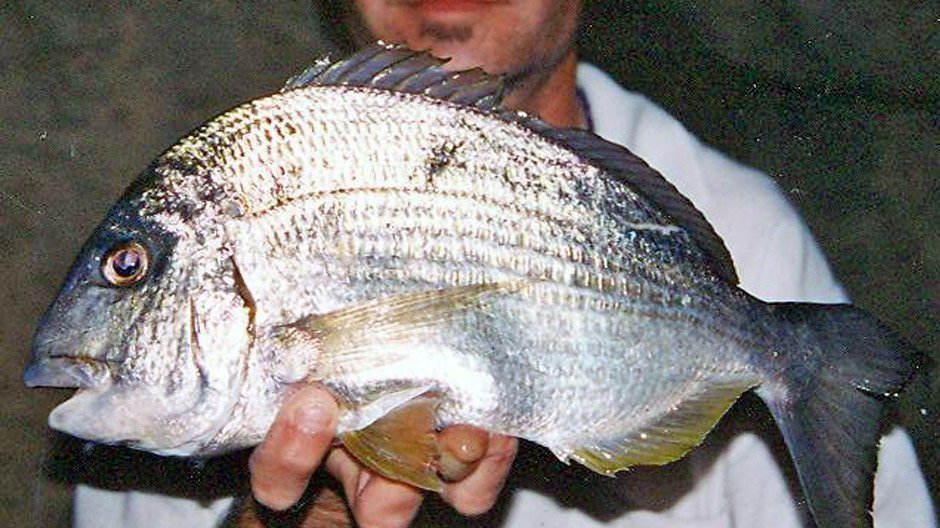 Tarwhine displayed by Fish on