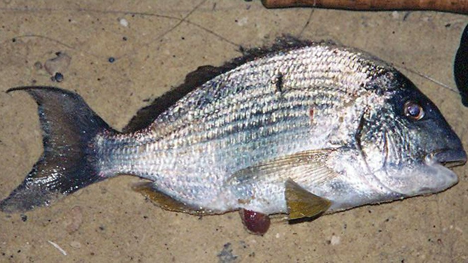 Tarwhine displayed by Fish on