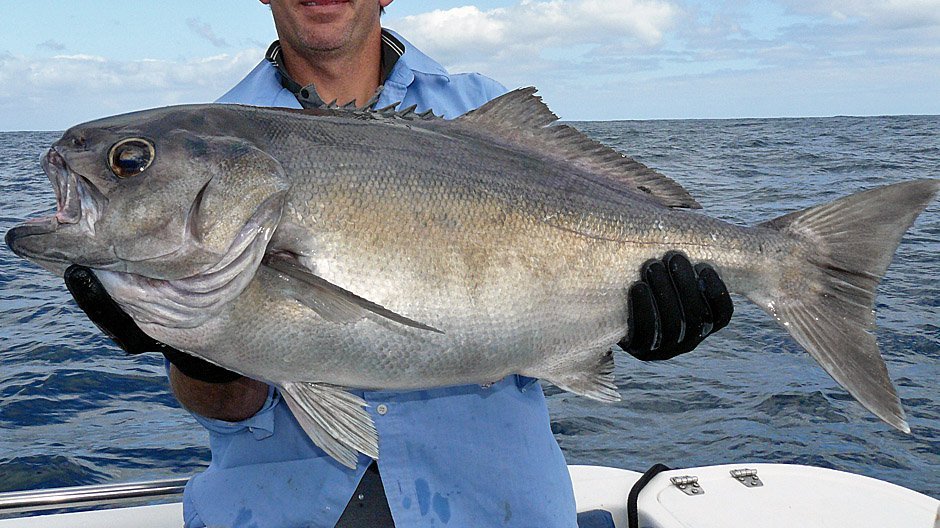 Blue Eye Trevalla displayed by Fish on