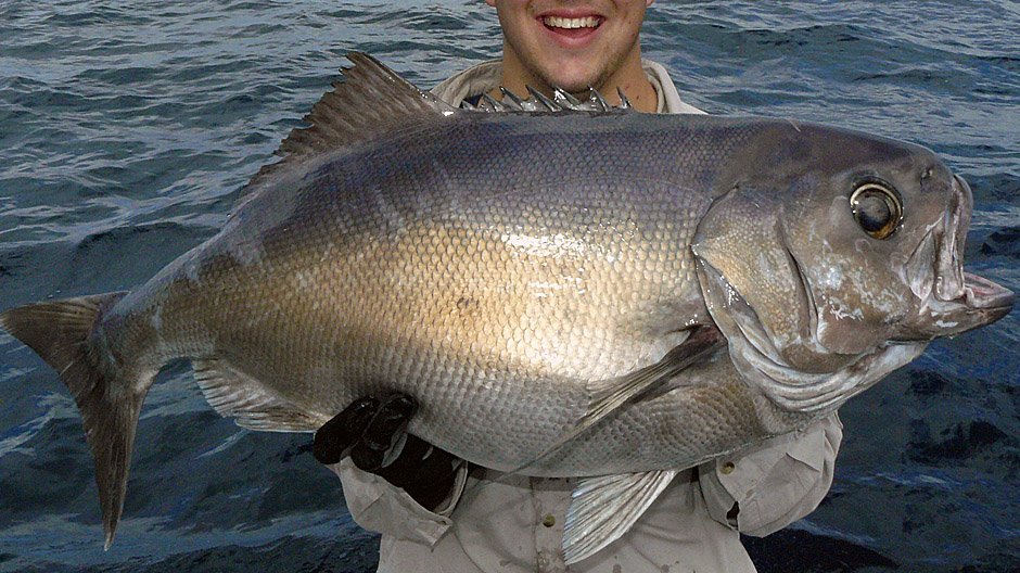 Blue Eye Trevalla displayed by Fish on