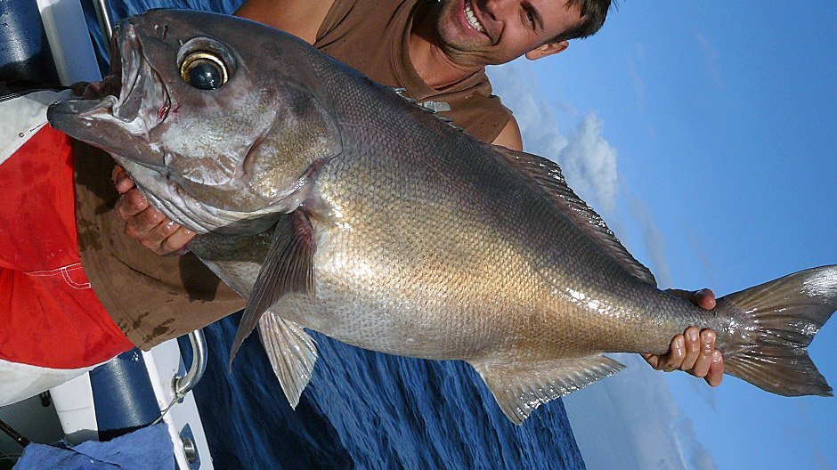Blue Eye Trevalla displayed by Fish on