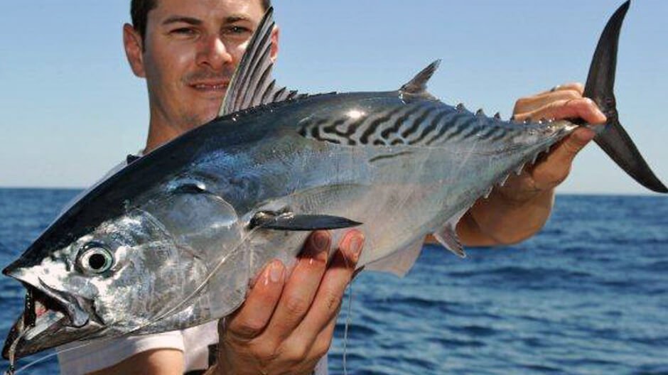 Mackerel Tuna displayed by Fish On