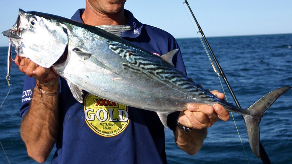 Mackerel Tuna displayed by Fish On