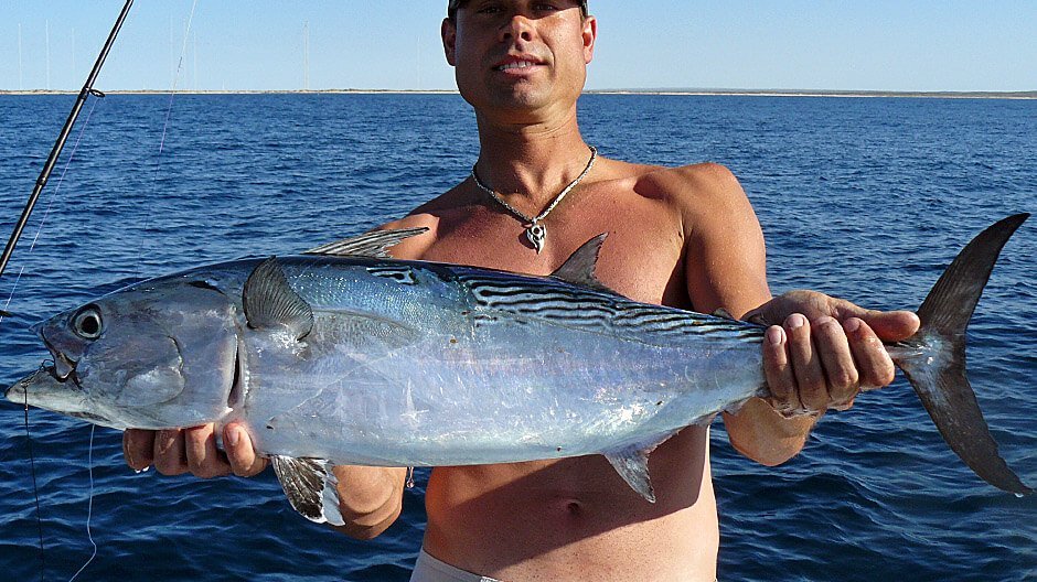 Mackerel Tuna displayed by Fish On