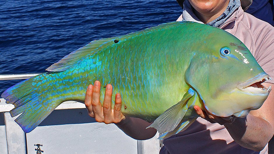 Venus Tuskfish displayed by Fish On