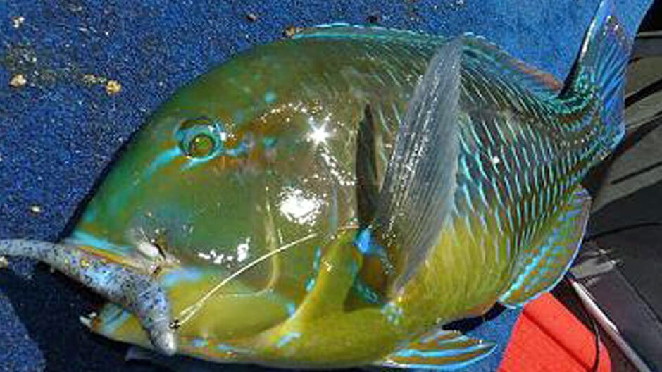 Venus Tuskfish displayed by Fish On