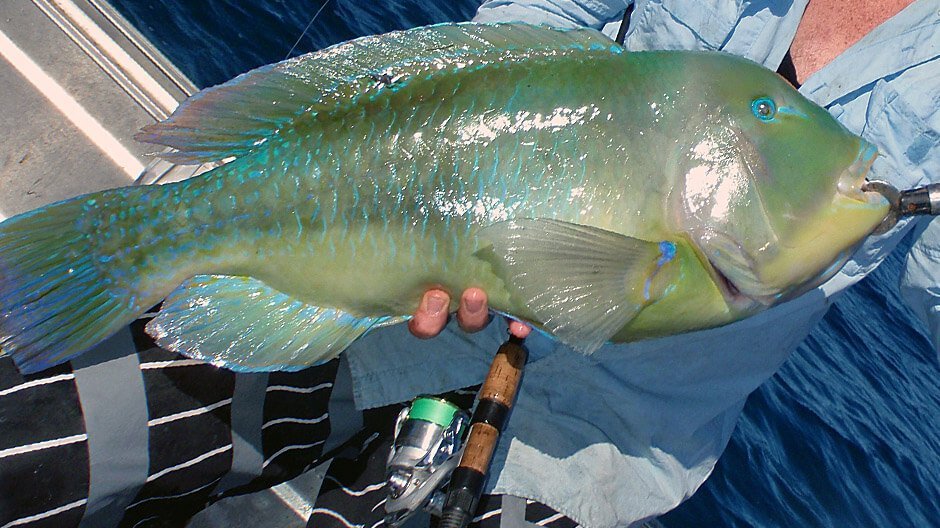 Venus Tuskfish displayed by Fish On