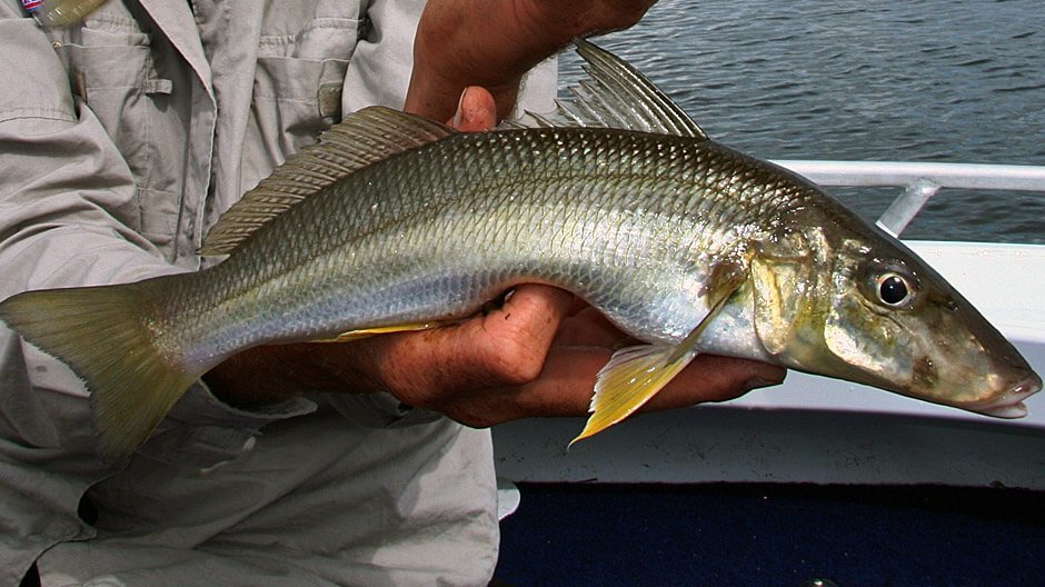 Whiting, Yellow fin - Fish-On