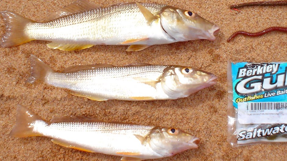 Whiting, Yellow fin - Fish-On